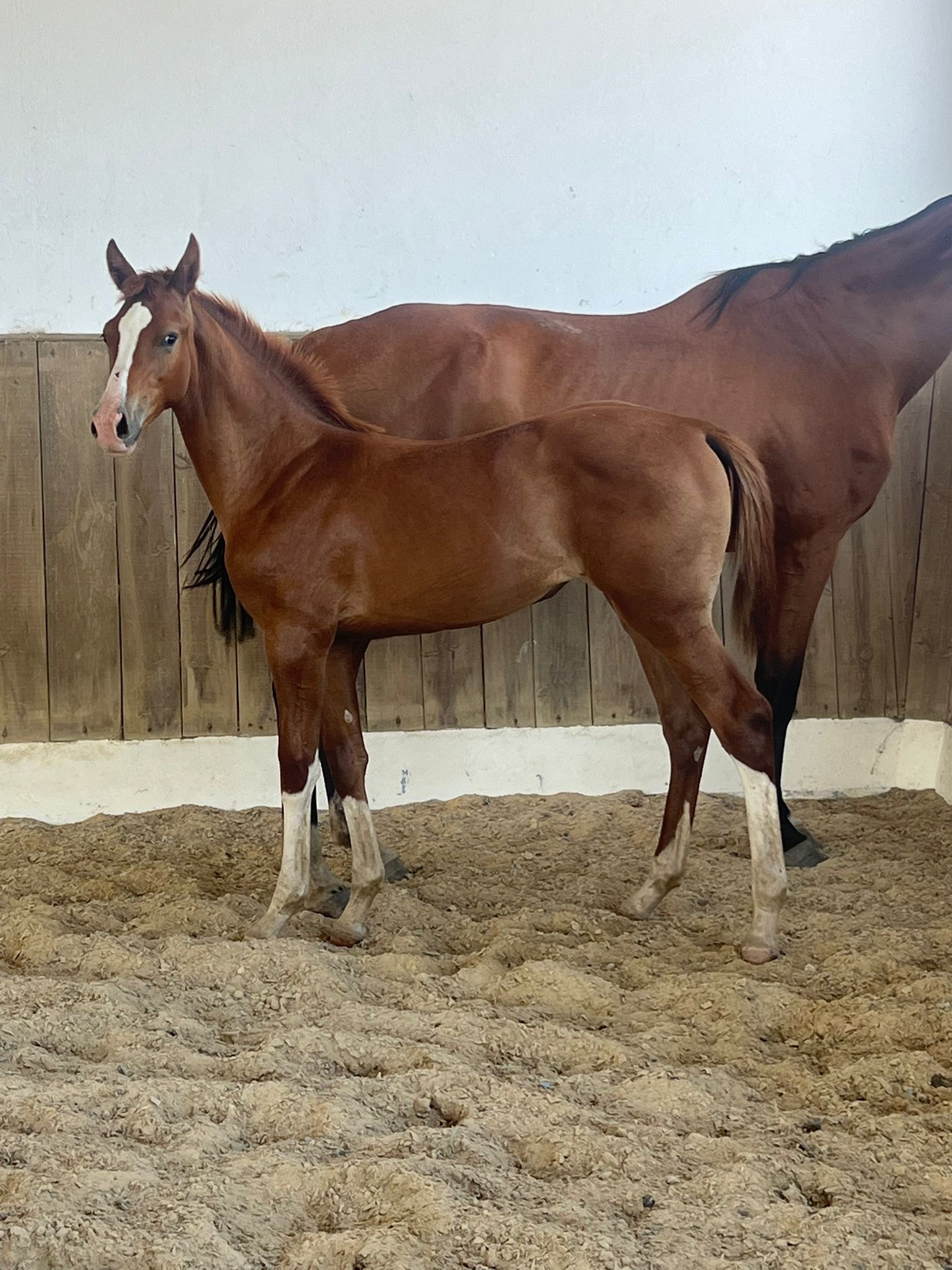 horse